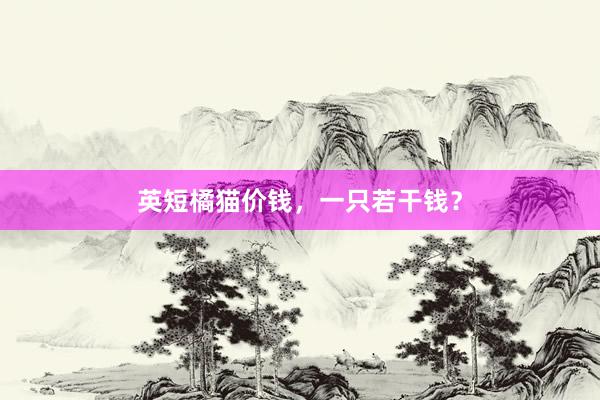 英短橘猫价钱，一只若干钱？